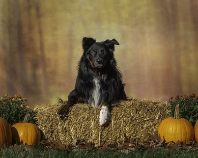 A black tri MAS lays on a straw bale