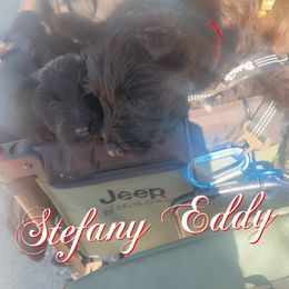 Maxamus - Black brindle male Scottish Terrier puppy in Mancelona, Michigan from Stefany Farm of Happiness