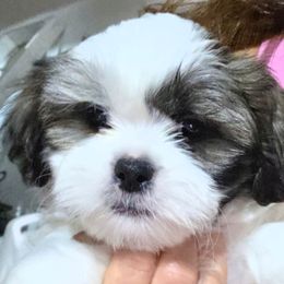 Rocky - Brindle and white male Shih Tzu puppy in Rockmart, Georgia from Sonya Garrett