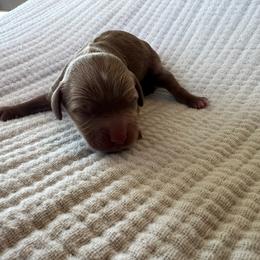 Girl 1 - Red female Cavapoo puppy in Glendale, Arizona from Dashing Dogs