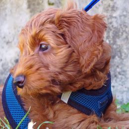 Goldendoodles from Shinecatchers Mini Goldendoodles