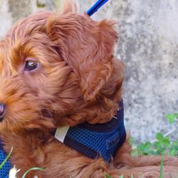 Goldendoodles from Shinecatchers Mini Goldendoodles