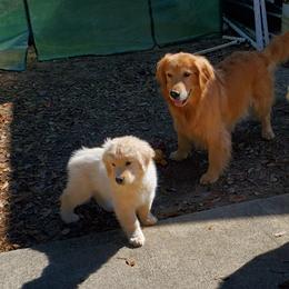 English Setter, Golden Retriever, and Gordon Setter Puppies from Katherine Lirette