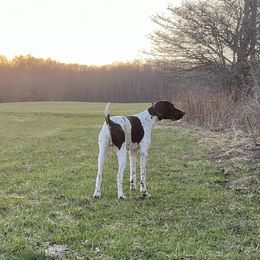 Herschel - German Shorthaired Pointer