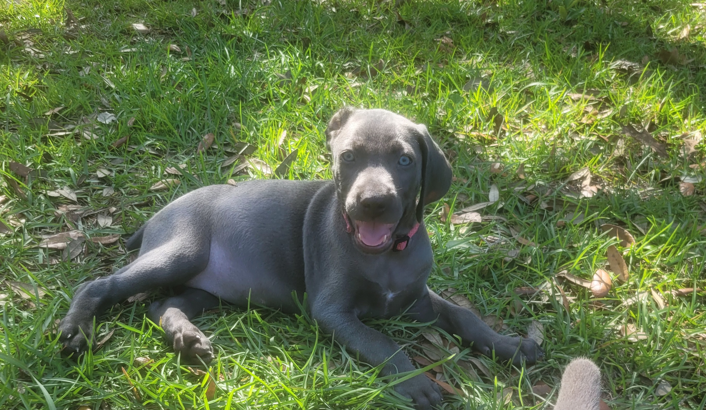 Weimaraners from Waggin' Weims