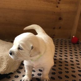 Golden Retriever Puppies from Bent Golden Retrievers