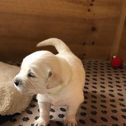 Golden Retriever Puppies from Bent Golden Retrievers