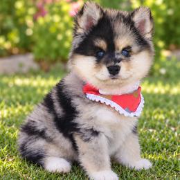 Pomskies from My Pomsky Palace