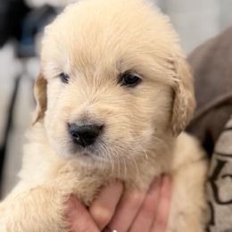 Vespucci - Light golden male Golden Retriever puppy in Warrenton, Virginia from Four Lochs LLC