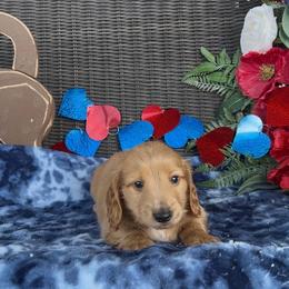 Buddy - Red male Dachshund puppy in Poteau, Oklahoma from Sisters Dazzling Dachshunds