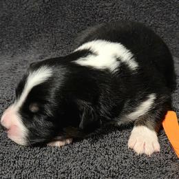 Orange - Black tri-color male Australian Shepherd puppy in Vona, Colorado from Dyna Aussies