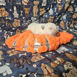 Red Boy - White male German Shepherd puppy in Cecilia, Kentucky from Paws Inn Kennel