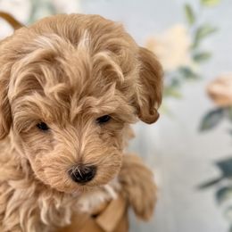 Cavapoos and Morkies from Floralie Doodles