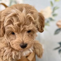 Cavapoos and Morkies from Floralie Doodles