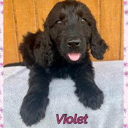 Violet - Black female Goldendoodle puppy in Caddo Mills, Texas from Fire Wife Doodles