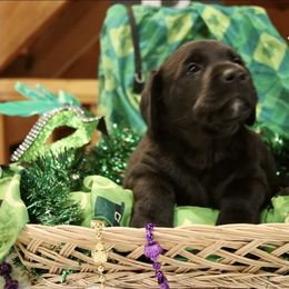 German Shepherd and Labrador Retriever Puppies from Point to Point West