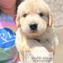 Yahtzee (yellow) - Golden female Golden Retriever puppy in Argyle, Texas from Skarlotte Goldens, LLC