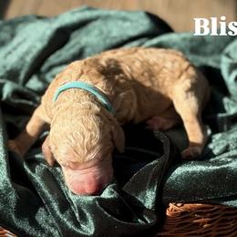 Bliss - Apricot female Poodle puppy in Brooksville, Florida from Ariella Standard Poodles & Chinese Cresteds