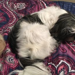 Shih Tzu Puppies from Sugar Paws Heavenly Shih Tzu’s