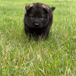 No collar- Sable Boy - Sable male German Shepherd puppy in Allegan, Michigan from Parsons German Shepherds