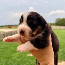Betty - Black tri-color female Australian Shepherd puppy in Ashland, Ohio from SS Australian Shepherds