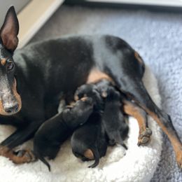 Manchester Terrier Puppies from Go West Dogs
