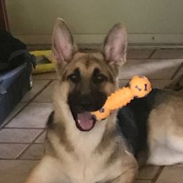 Zoe - German Shepherd