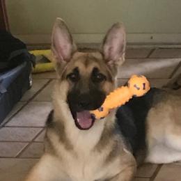 Zoe - German Shepherd