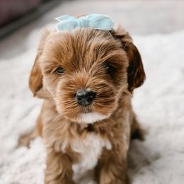 Peppa - Brown female Cockapoo puppy in Mt Bethel, Pennsylvania from Stasia’s Cutiepoos