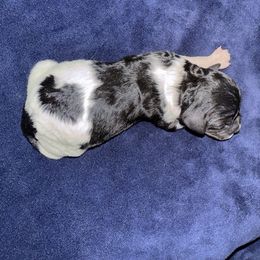 Boy 4 - Black and white male Cavapoo puppy in Nampa,, Idaho from Clig Doodle Days