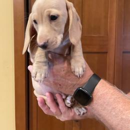 Jax - Cream male Dachshund puppy in Sultan, Washington from Honeydew Ranch