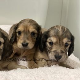 Dachshund Puppies from Sugarbakers Kennel