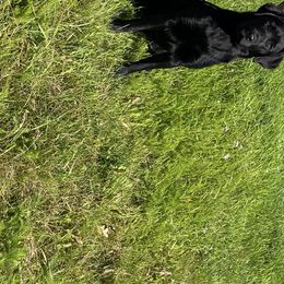 Labrador Retriever All Grown Up from Double Dutch Labradors