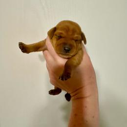 Rudy - Stag red male Miniature Pinscher puppy in Eatonton, Georgia from TNT Puppies