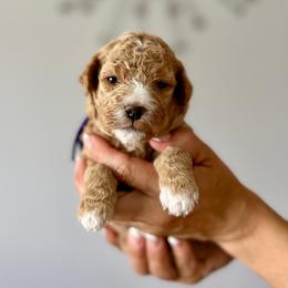 Purple - Cream female Goldendoodle puppy in New Britain, Connecticut from Goldendoodles Stars LLC