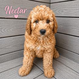 Nectar - Red female Bernedoodle puppy in Mint Hill, North Carolina from Ball-Y-Hoo Bernedoodles
