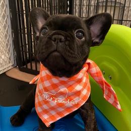 French Bulldog Puppies from Nuthin’ But Frenchies