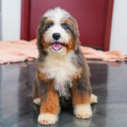 Sienna (blue-eyed socialization program grad) - Blue merle female Bernedoodle puppy in Dundee, Ohio from Down Home Doodle