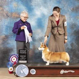 Pembroke Welsh Corgi Puppies from Cattal Corgis