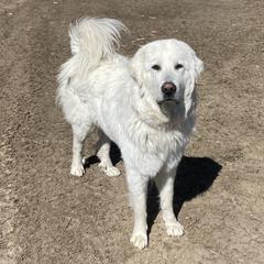 Feona - Colorado Mountain Dog