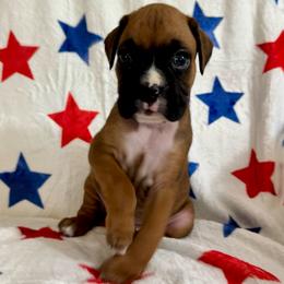 Mr Purple Christy's Litter - Fawn male Boxer puppy in Palm Coast, Florida from Starlight Boxer Corner