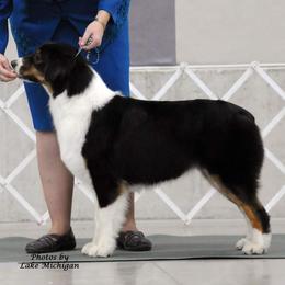 Reese - Australian Shepherd