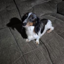 Rose Lulu - Dachshund