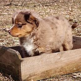Boy 2 - Red merle male Miniature Australian Shepherd puppy in Fife Lake, Michigan from HaVen Homestead Miniature Australian Shepherds