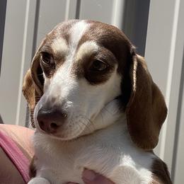 Aspen - Dachshund
