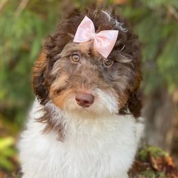 Lalani - Poodle