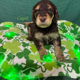 Cupid - Phantom male Poodle puppy in Conway, Arkansas from Arkansas River Poodles