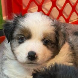Blue merle male 1 - Blue merle male Toy Australian Shepherd puppy in Corydon, Indiana from Arbuckle’s Lookin Good Aussies (LGA)