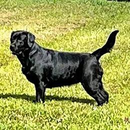 Athena - Labrador Retriever