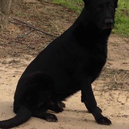 German Shepherds and Labrador Retrievers from Hausmekon